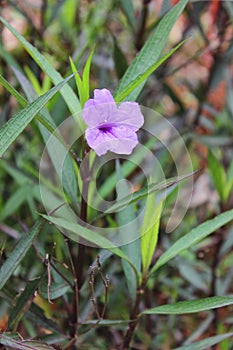 Beautiful purple Ruellia simplex flower in the garden