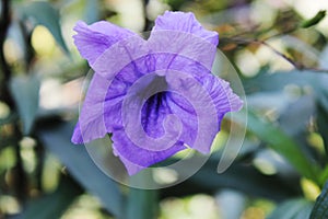 Beautiful purple ruellia tuberosa flower