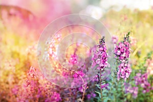 Beautiful purple spring flower meadow on colorful soft light background