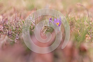 Beautiful purple spring flower in the meadow - Pulsatilla grandis