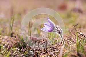 Beautiful purple spring flower in the meadow - Pulsatilla grandis