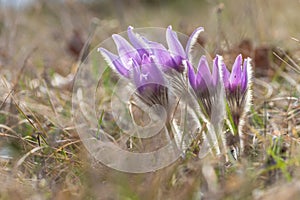 Beautiful purple spring flower in the meadow - Pulsatilla grandis