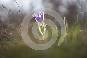 Beautiful purple spring flower in the meadow - Pulsatilla grandis