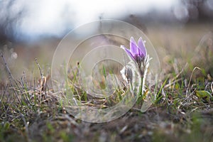 Beautiful purple spring flower in the meadow - Pulsatilla grandis