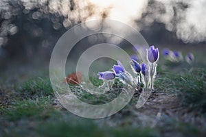 Beautiful purple spring flower in the meadow - Pulsatilla grandis