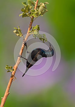 A beautiful Purple sunbird