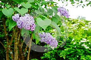 Beautiful purple Syringa flower(Lilac)