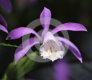 Beautiful purple Taiwan Pleione