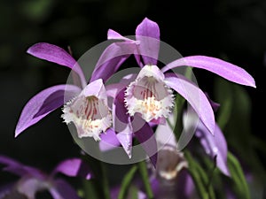 Beautiful purple Taiwan Pleione