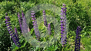 Beautiful purple tall lupine flowers growing in fields and along rural roads