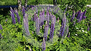 Beautiful purple tall lupine flowers growing in fields and along rural roads