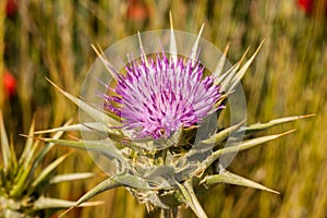 Beautiful purple thistle borriquero in the field, with a green background