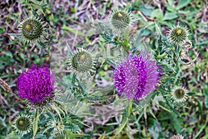 Beautiful purple thistle flower.  Burdock flower spiny close up. Flowering medicinal plants are thistle or milk thistle. Milk This