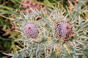 Beautiful purple thistle flower.  Burdock flower spiny close up. Flowering medicinal plants are thistle or milk thistle. Milk This