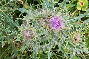 Beautiful purple thistle flower.  Burdock flower spiny close up. Flowering medicinal plants are thistle or milk thistle. Milk This