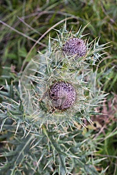 Beautiful purple thistle flower. Burdock flower spiny close up. Flowering medicinal plants are thistle or milk thistle. Milk Thist