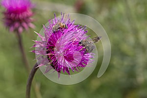 Beautiful purple thistle flower. Pink flower burdock. Burdock flower spiny close up. Flowering medicinal plants are thistle or