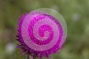 Beautiful purple thistle flower. Pink flower burdock. Burdock flower spiny close up. Flowering medicinal plants are thistle or