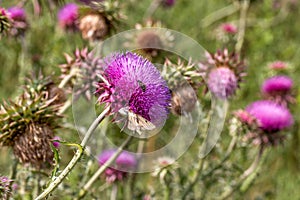 Beautiful purple thistle flower. Pink flower burdock. Burdock flower spiny close up. Flowering medicinal plants are thistle or