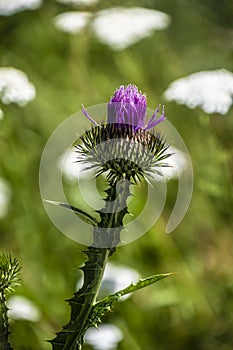 Beautiful purple thistle flower. Pink flower burdock. Burdock flower spiny close up. Flowering medicinal plants are thistle or