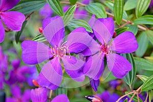 Beautiful purple Tibouchina flowers in the garden at autumn