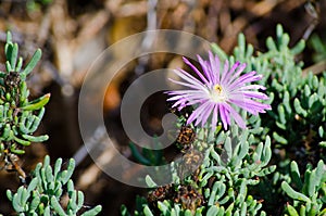 Beautiful purple Trailing Ice Plant flower Lampranthus spectabilis in a spring season at a botanical garden.