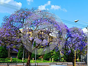 Beautiful purple trees of jacaranda in Pretoria