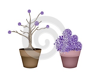 Beautiful Purple Trees in Two Flower Pots