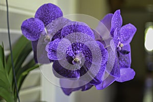 Beautiful purple tropical orchid in detail