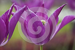 Beautiful purple tulip flower