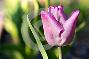 Beautiful purple tulip flower in the garden. Spring background.