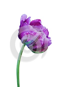 Beautiful purple tulip flower isolated on white for design greeting card decor