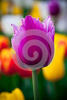 Beautiful purple tulip. Flowerbackground, gardenflowers. Garden flower. Vertical Abstract background.