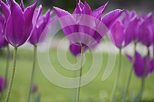 Beautiful purple tulip flowers