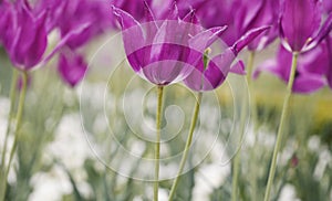 Beautiful purple tulip flowers