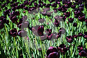 Beautiful purple tulip flowers. Spring blooming on a sunny day