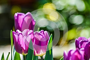 Hermoso púrpura tulipanes retroiluminado en la primavera la luz 