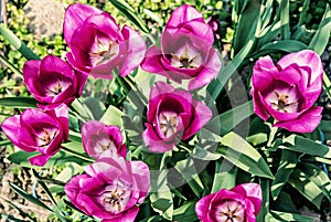 Beautiful purple tulips in garden
