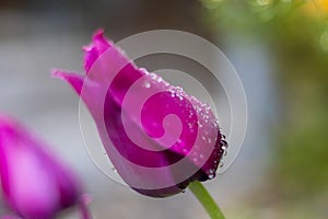 Beautiful Purple Tulips in the rain