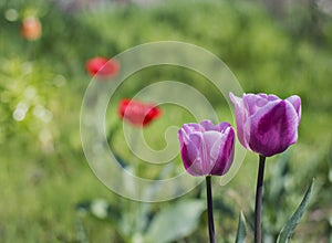 Beautiful purple tulips in the spring garden