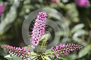 Beautiful purple Tutini flower close up