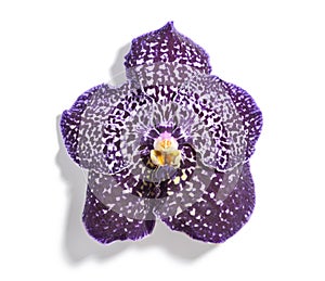 Beautiful purple vanda orchid flower