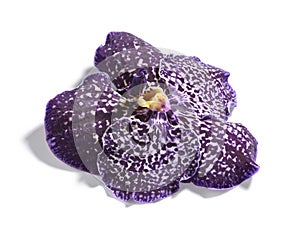 Beautiful purple vanda orchid flower