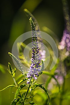 A beautiful purple veronica flowers in a summer meadow. Speedwell blossoms in grass. Closeup photo of gypsygrass