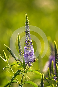 A beautiful purple veronica flowers in a summer meadow. Speedwell blossoms in grass. Closeup photo of gypsygrass