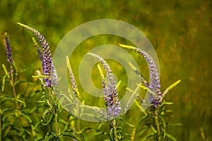 A beautiful purple veronica flowers in a summer meadow. Speedwell blossoms in grass. Closeup photo of gypsygrass