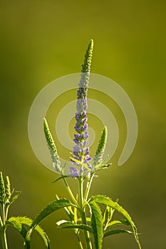 A beautiful purple veronica flowers in a summer meadow. Speedwell blossoms in grass. Closeup photo of gypsygrass