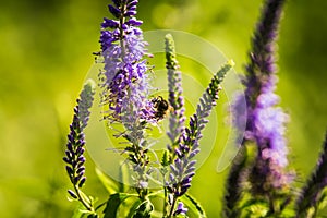 A beautiful purple veronica flowers in a summer meadow. Speedwell blossoms in grass. Closeup photo of gypsygrass