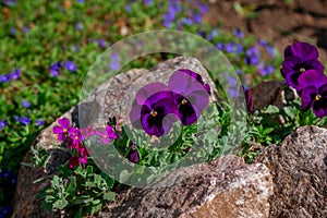 Beautiful purple viola tricolor flowers growing in the garden