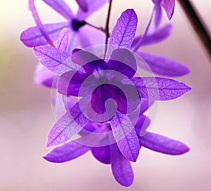 Beautiful purple violet flower, gorgeous nature